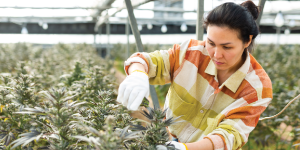 Cannabis worker