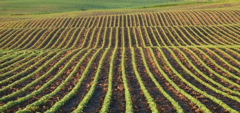 Soybean field